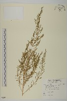 臭杏、土荊芥藏品圖，第1張