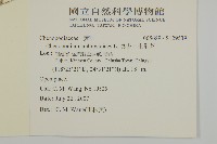 臭杏、土荊芥藏品圖，第2張