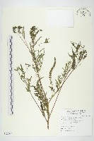 豬草、瘤果菊藏品圖，第1張