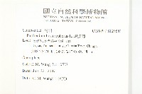 銀膠菊藏品圖，第2張