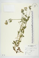 貓腥草藏品圖，第1張