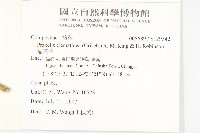 貓腥草藏品圖，第2張