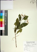 苦林盤藏品圖，第1張