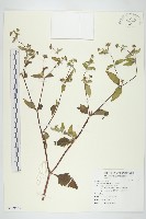 豨薟藏品圖，第1張