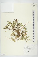 鵝不食草藏品圖，第1張