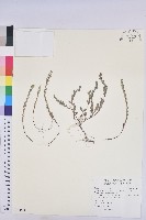 擬葉下珠、細葉油柑藏品圖，第1張