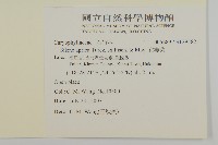 女婁菜藏品圖，第2張