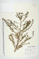 茵蔯蒿藏品圖，第1張