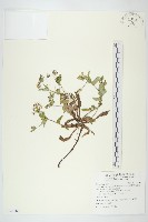 細葉假黃鵪菜藏品圖，第1張