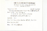 細葉假黃鵪菜藏品圖，第2張