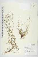 香茹藏品圖，第1張