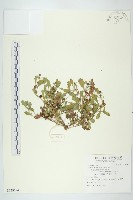 鵝不食草藏品圖，第1張