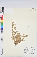 假葉下珠藏品圖，第1張