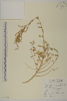 變葉藜藏品圖，第1張