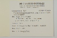 變葉藜藏品圖，第2張