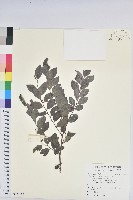 黑面神藏品圖，第1張