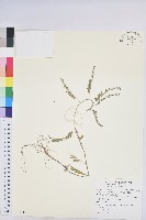 銳葉小還魂藏品圖，第1張