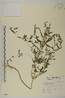 裸穗豬草藏品圖，第1張