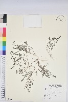 伏生大戟藏品圖，第1張