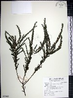 鐵掃帚、千里光藏品圖，第1張