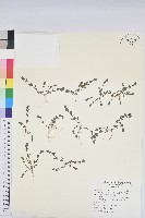 伏生大戟藏品圖，第1張