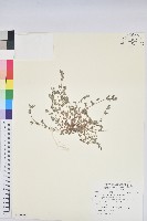 斑地錦藏品圖，第1張