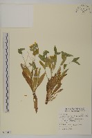 細葉假黃鵪菜藏品圖，第1張