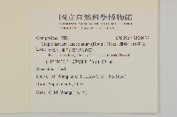 細葉假黃鵪菜藏品圖，第2張