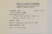 白花鬼針藏品圖，第2張