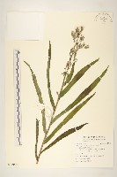 鵝仔草藏品圖，第1張