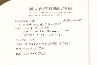 鵝仔草藏品圖，第2張