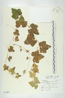 天花藏品圖，第1張