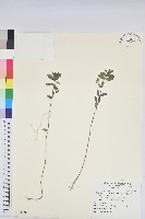 假紫斑大戟藏品圖，第1張