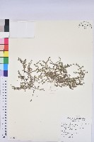 匐根大戟藏品圖，第1張