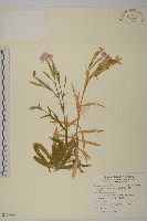 長萼瞿麥藏品圖，第1張