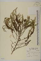 登錄號:S129671藏品圖，第1張