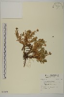 登錄號:S129673藏品圖，第1張