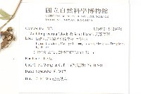 天蓬草舅藏品圖，第2張