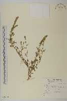 登錄號:S129680藏品圖，第1張