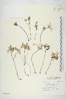 登錄號:S129687藏品圖，第1張