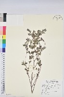 假紫斑大戟藏品圖，第1張