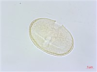 日本前胡藏品圖，第2張