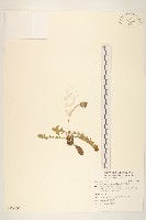 臺灣蒲公英藏品圖，第1張