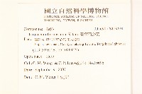 臺灣蒲公英藏品圖，第2張