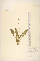 臺灣蒲公英藏品圖，第1張