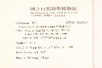 臺灣蒲公英藏品圖，第2張