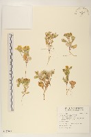 濱剪刀股藏品圖，第1張