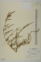 變葉藜藏品圖，第1張