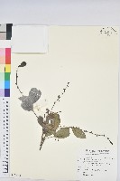 細葉饅頭果藏品圖，第1張