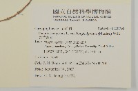 長萼瞿麥藏品圖，第2張